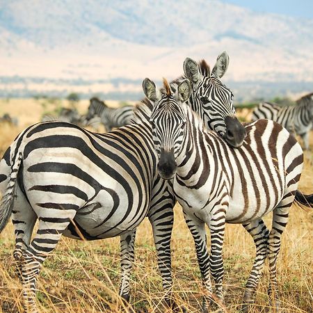 Lake Natron Maasai Giraffe Eco Lodge And Camping Mtowabaga 外观 照片