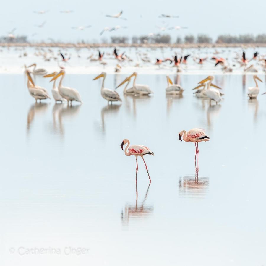 Lake Natron Maasai Giraffe Eco Lodge And Camping Mtowabaga 外观 照片