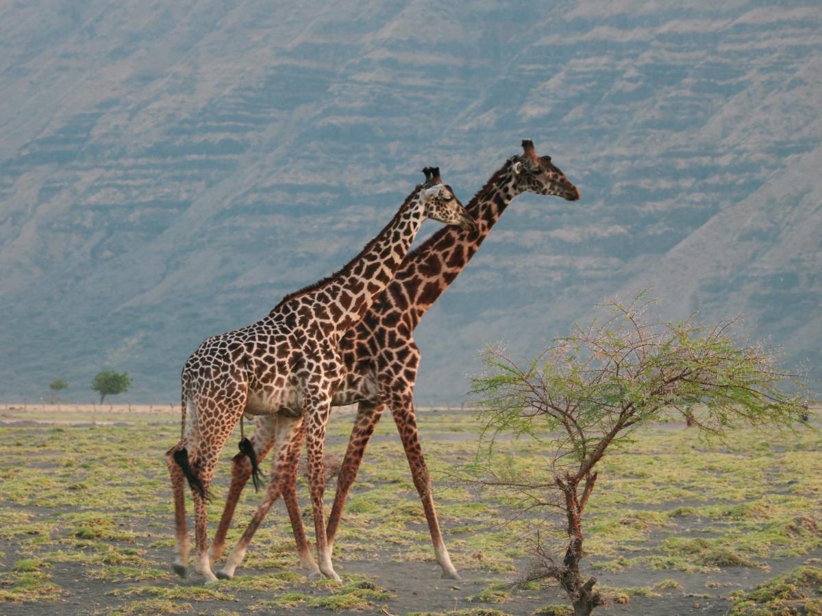 Lake Natron Maasai Giraffe Eco Lodge And Camping Mtowabaga 外观 照片