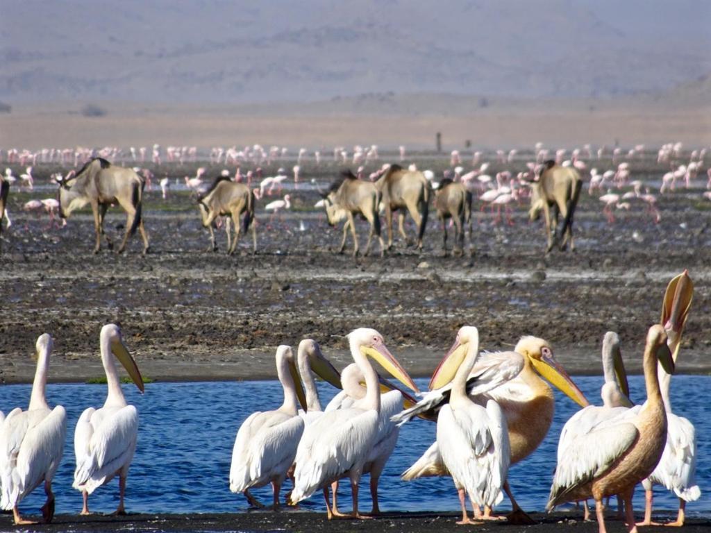 Lake Natron Maasai Giraffe Eco Lodge And Camping Mtowabaga 外观 照片
