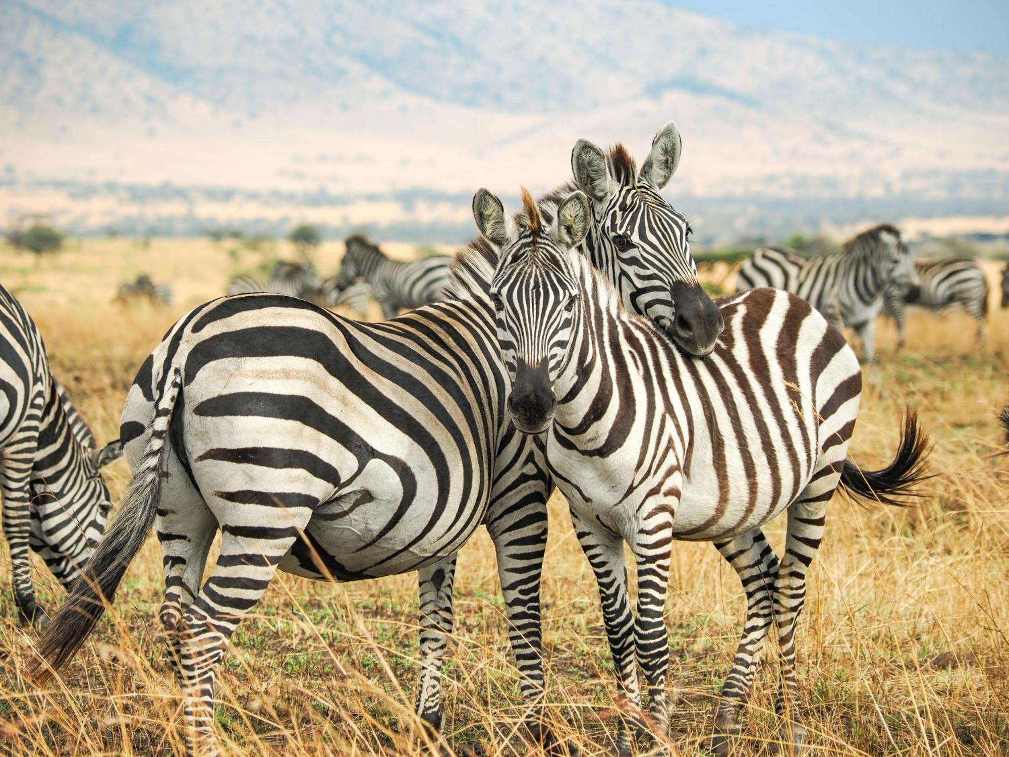 Lake Natron Maasai Giraffe Eco Lodge And Camping Mtowabaga 外观 照片