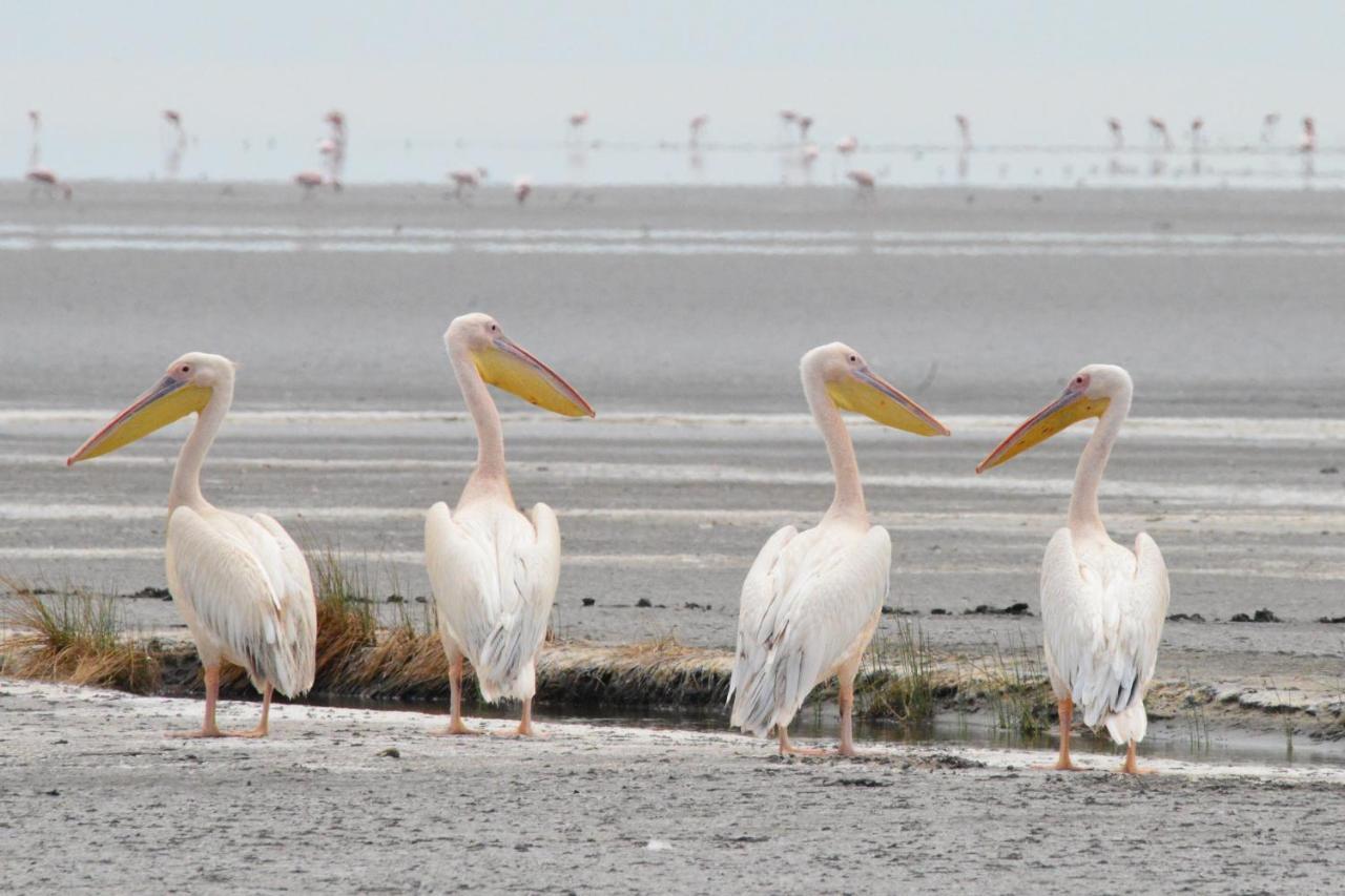 Lake Natron Maasai Giraffe Eco Lodge And Camping Mtowabaga 外观 照片